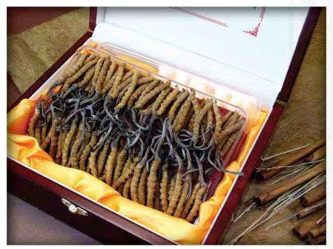 宁洱冬虫夏草回收